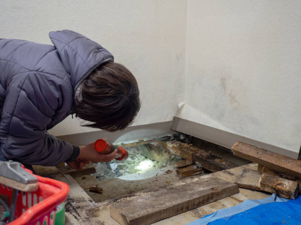 Best Industrial Mold Remediation  in Killen, AL