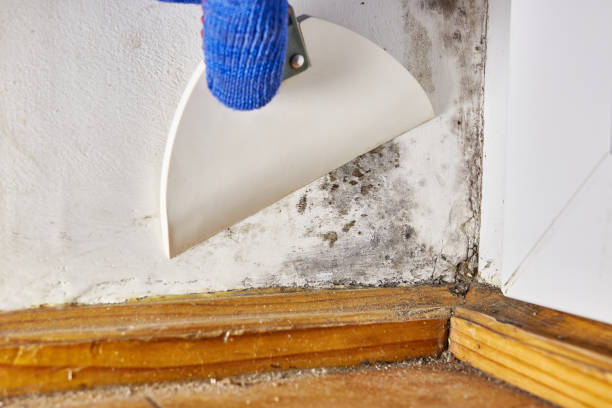Environmental Consulting for Mold Prevention in Killen, AL